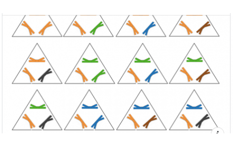 le triomino version judo